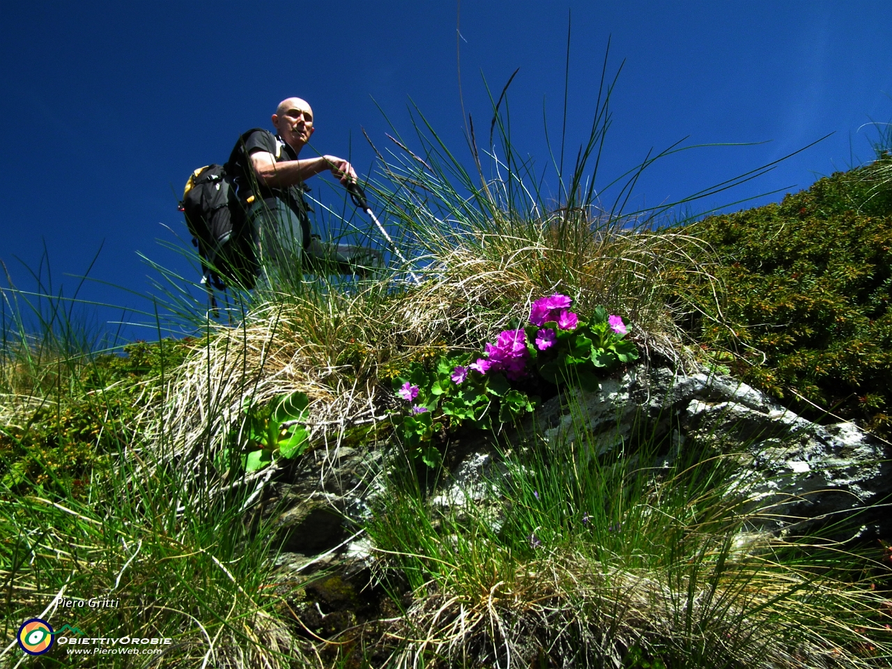 26 Primula Hirsuta.JPG